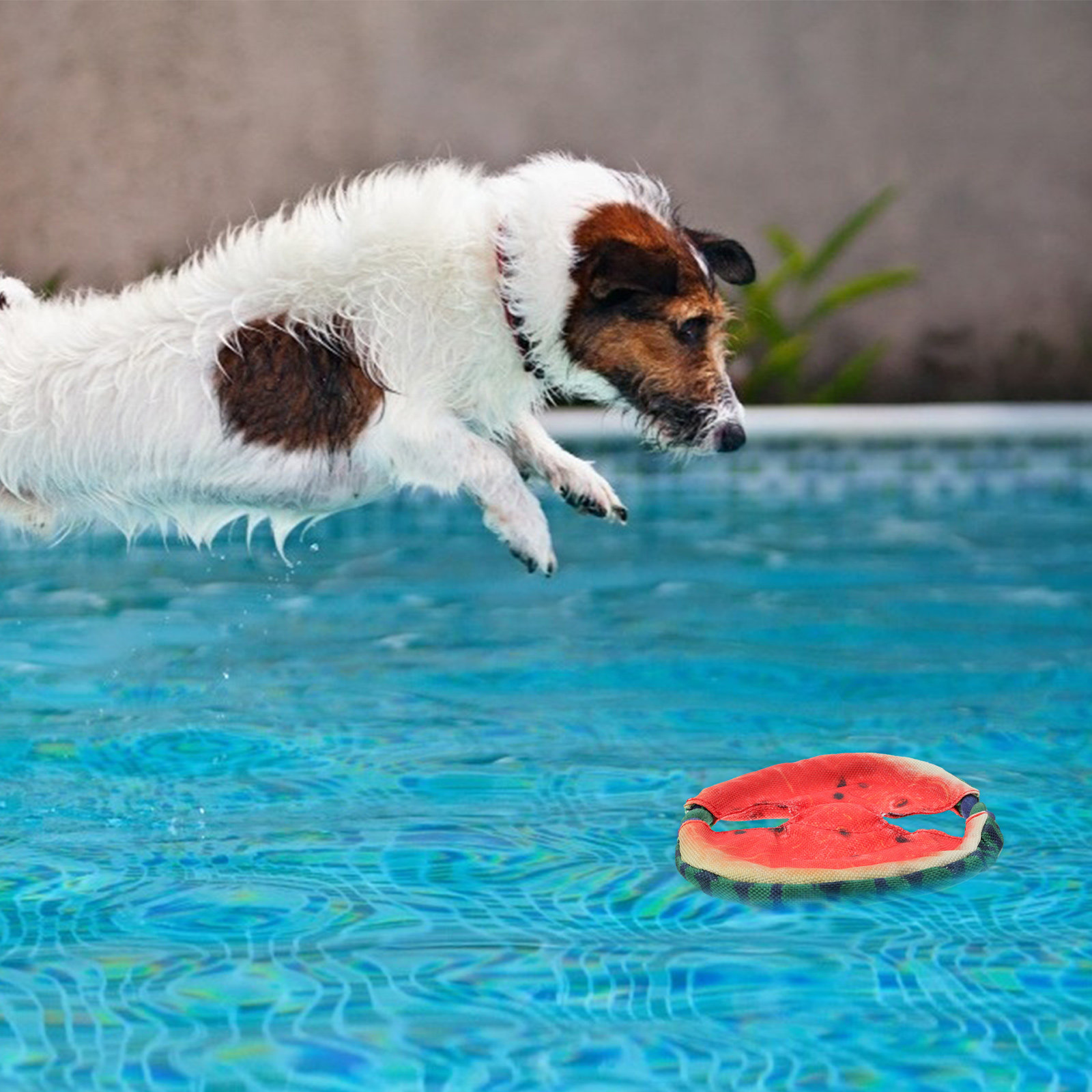 Dog Flying Disc Floating Water - Flying Disc Dog Training Toy recension och pris